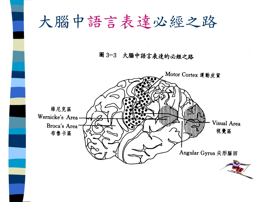 儿童语言发展阶段与特徵.ppt_第3页