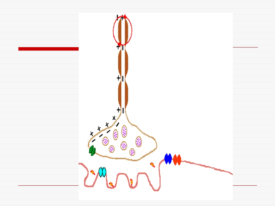 刺激与骨骼肌反应的关系.ppt_第3页