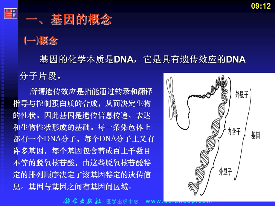 基因的概念和结构.ppt_第3页