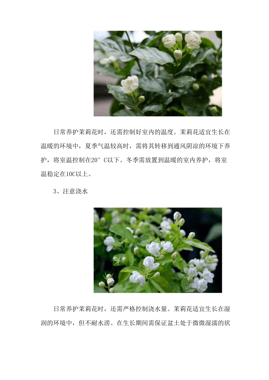 养茉莉花的禁忌.docx_第2页