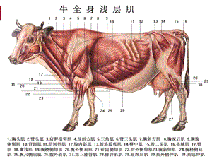 动物组培运动系统.ppt