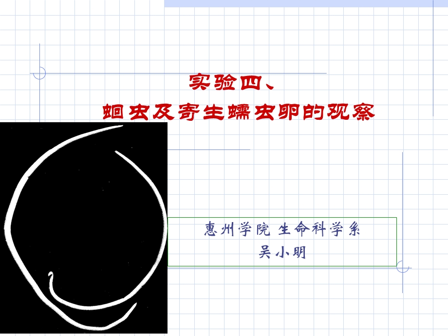 动物学实验教案4蛔虫寄生蠕虫.ppt_第1页