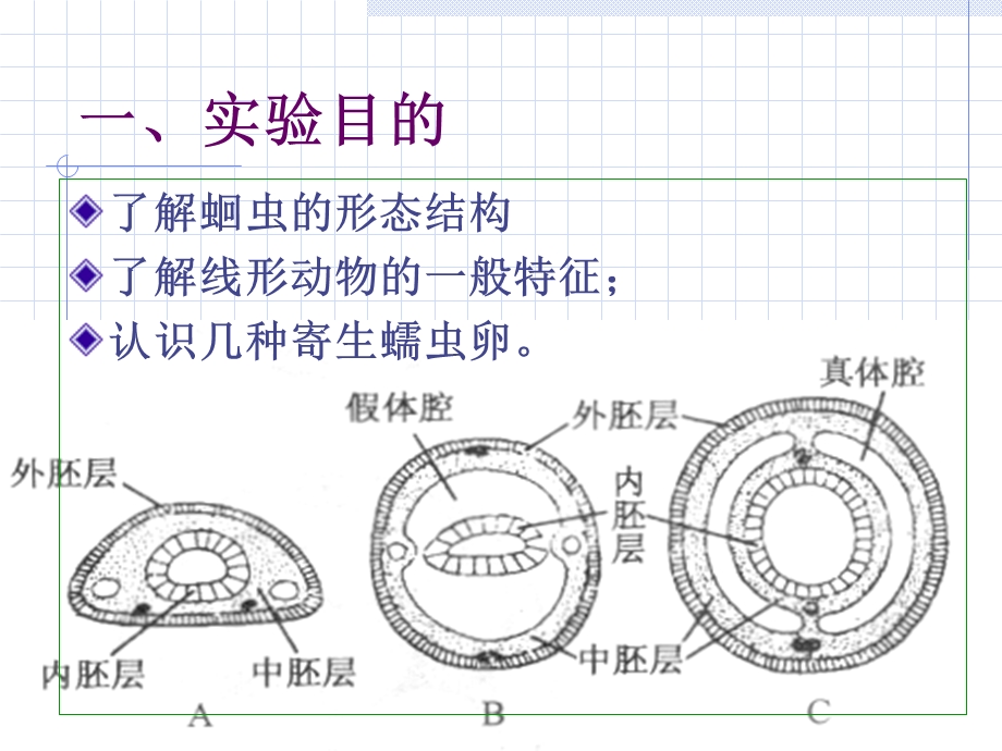 动物学实验教案4蛔虫寄生蠕虫.ppt_第2页