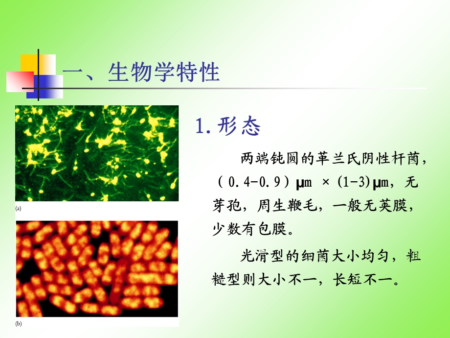 复件微生物检测-第5章.ppt_第2页