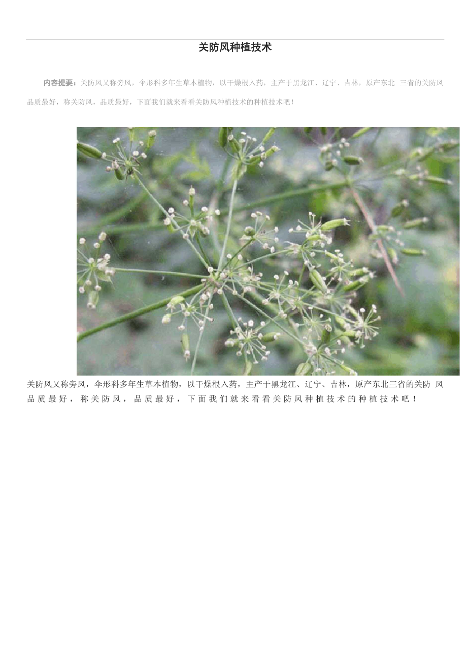 关防风种植技术.docx_第1页