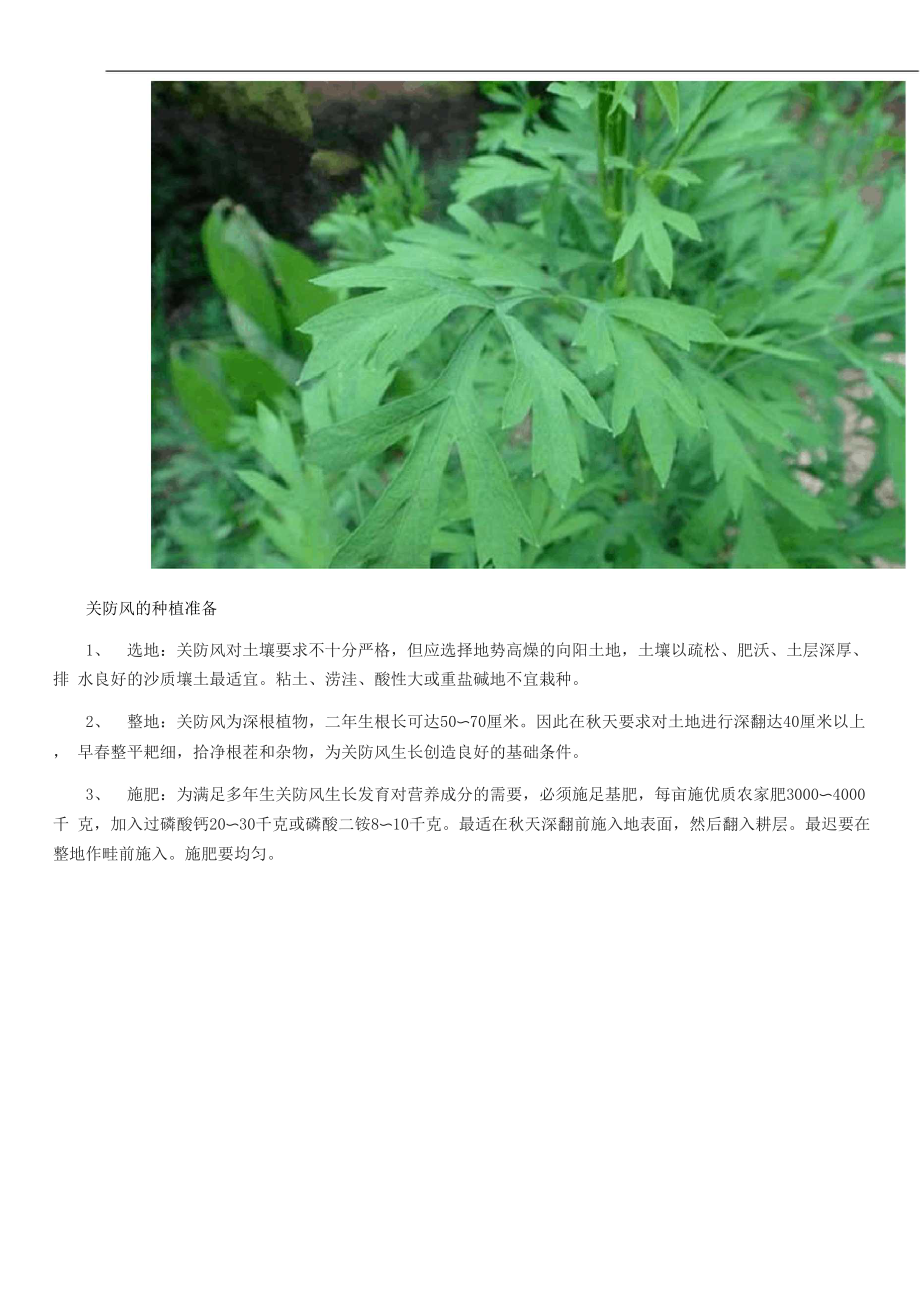 关防风种植技术.docx_第2页