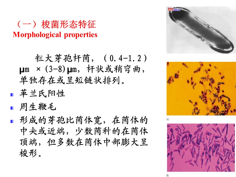 复件微生物检测第五章.ppt_第3页