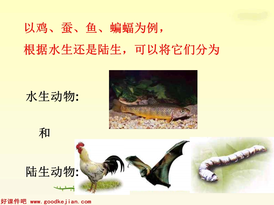 形形色色的动物课件（教科版科学四年级上册）.ppt_第3页