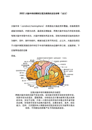 2022大脑半球的解剖生理及病损的定位诊断（全文）.docx