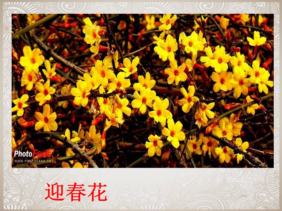 扮靓生活的花卉纹样.ppt_第2页