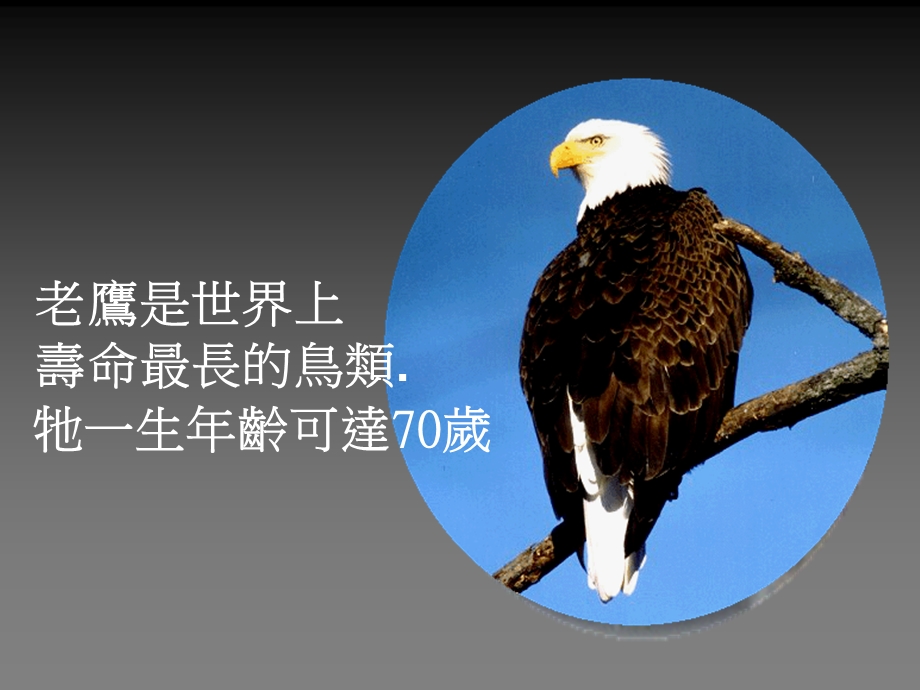 心态培训——鹰扬万里.ppt_第2页