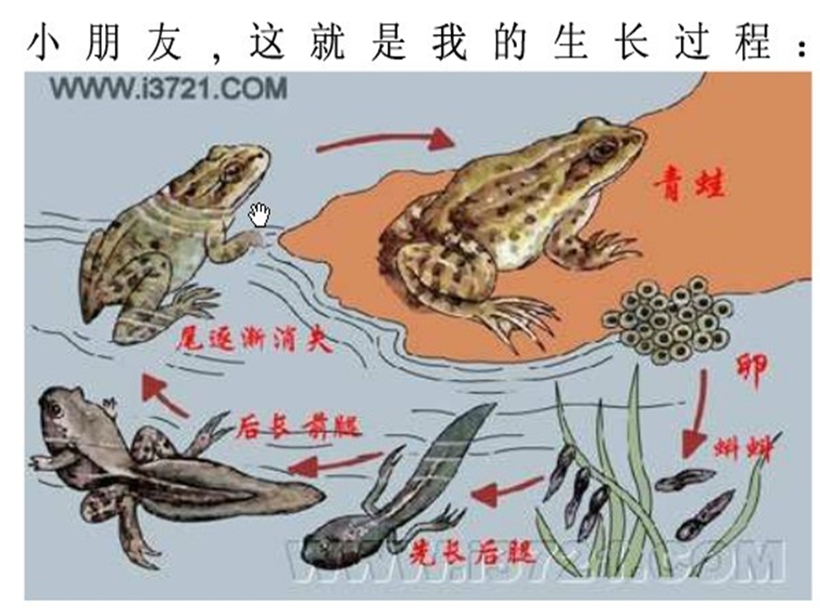 科学《神奇的宝贝》PPT.ppt_第3页