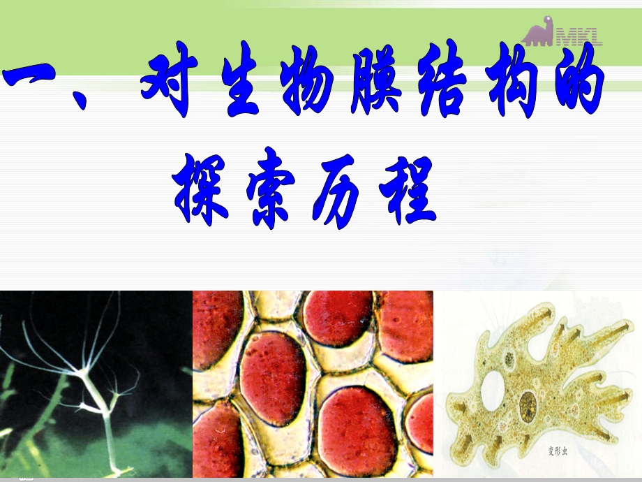 必修1第4章第2节生物膜的流动镶嵌模型.ppt_第3页