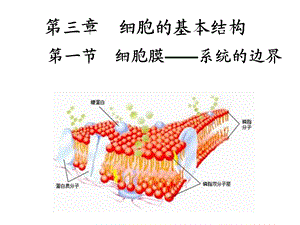 必修一第三章第1节细胞膜--系统的边界精品课件.ppt