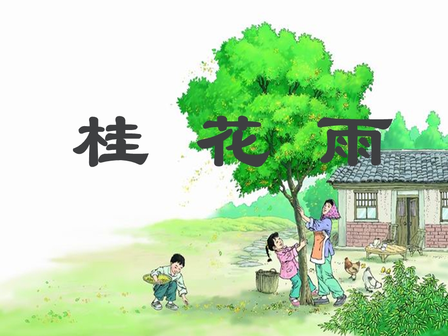 桂花雨课件 (3).ppt_第1页