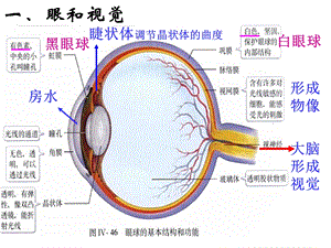 生物七年级下册_第6、7章_复习课件.ppt