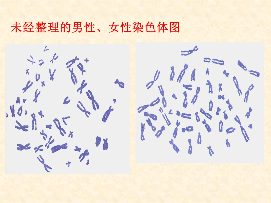 人教版生物八年级下册课件-724人的性别遗传（共26张PPT）.ppt_第2页