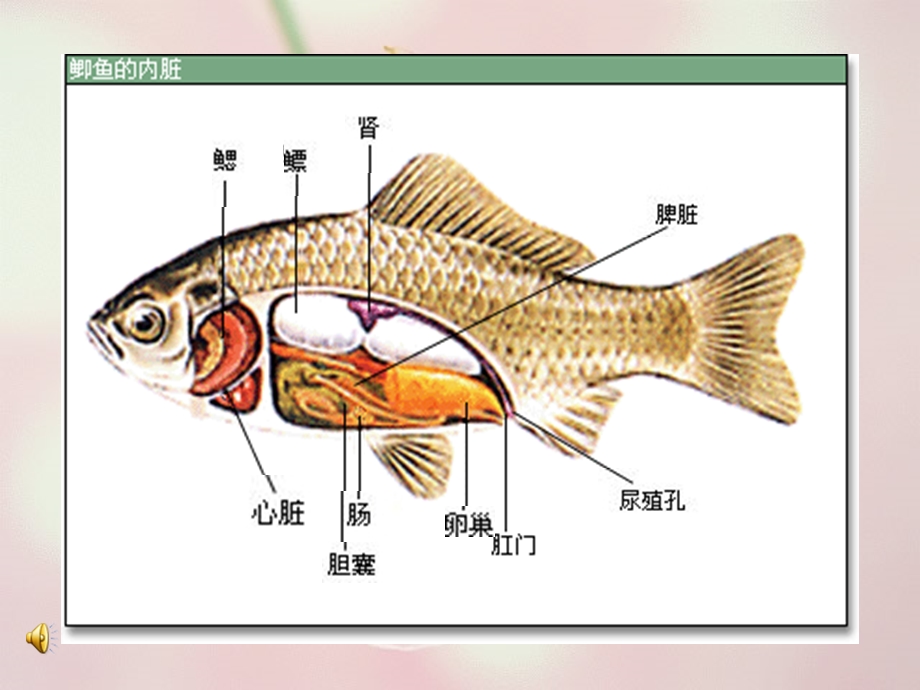 大班科学：鱼宝宝的秘密.ppt_第2页