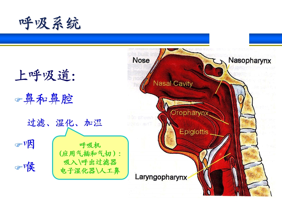 呼吸系统解剖生理与呼吸机基本模式文档资料.ppt_第3页