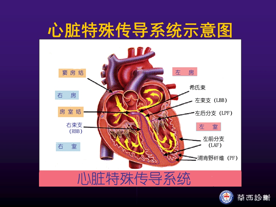 心电图学基础文档资料.ppt_第3页