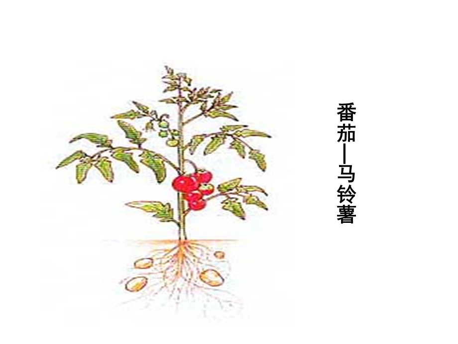 植物体细胞杂交1文档资料.ppt_第1页