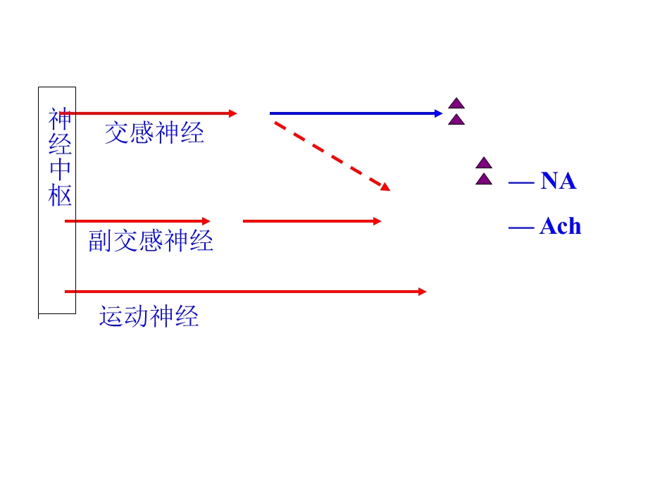 第五部分传出神经系统药理学概论教学课件文档资料.ppt_第2页