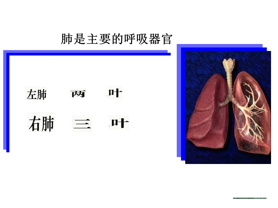 网上作业发生在肺内的气体交换.ppt_第2页