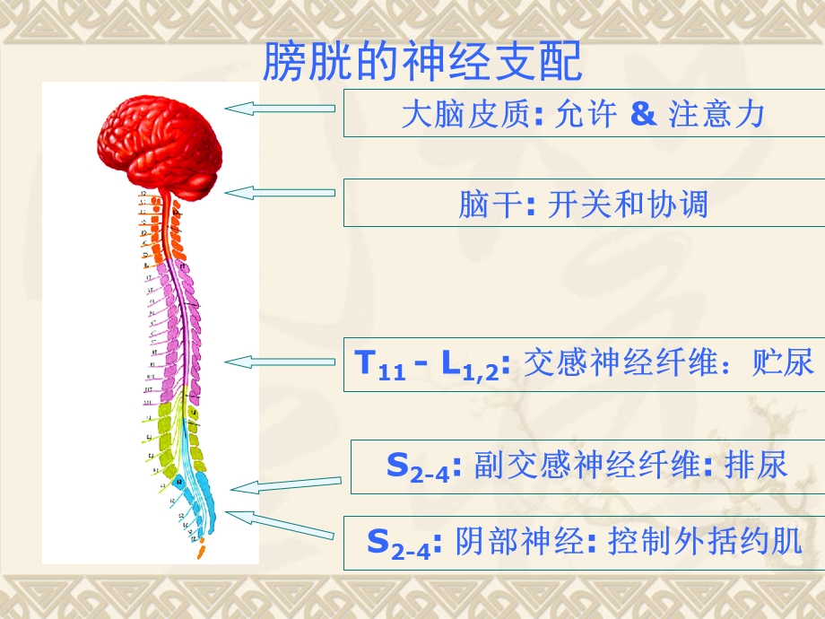 神经源性膀胱康复治疗ppt课件文档资料.ppt_第2页