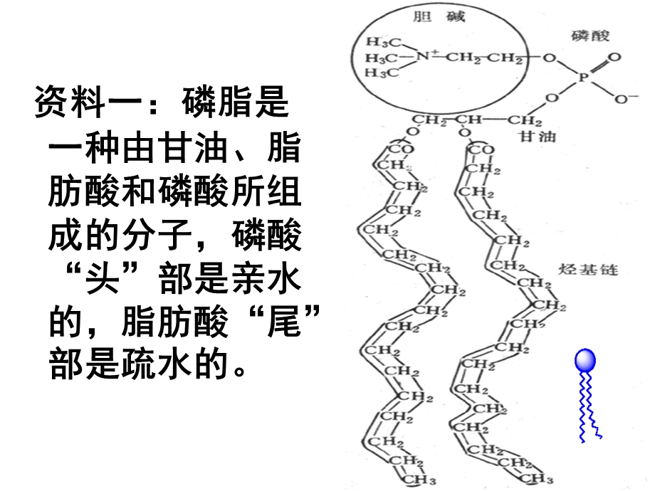 生物：42《生物膜的流动镶嵌模型》课件(新人教版必修1)湖南师大.ppt_第3页