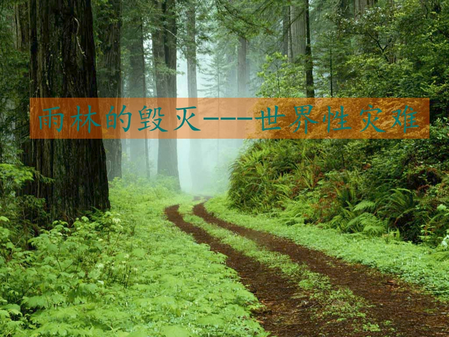 雨林的毁灭——世界性灾难_课件(公开课专用).ppt_第1页