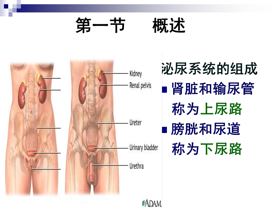 泌尿系统疾病护理10276文档资料.ppt_第3页