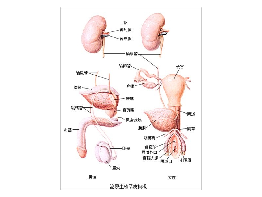 泌尿及生殖系统病理文档资料.ppt_第3页