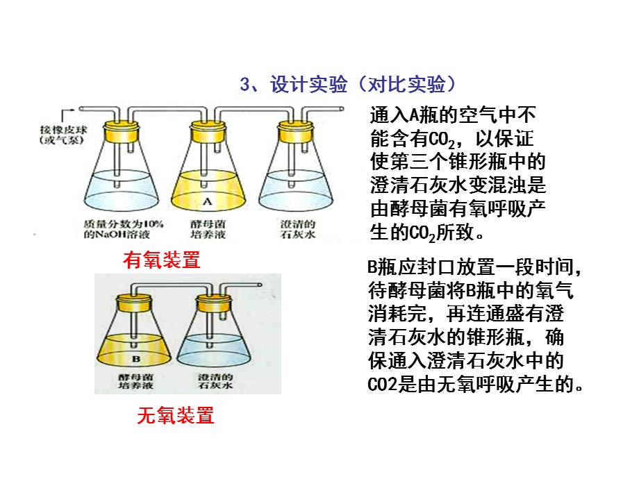 5.4ATP的主要来源细胞呼吸课件[精选文档].ppt_第3页