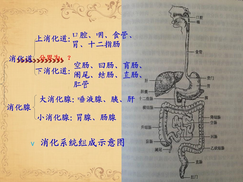 消化系统疾病护理常规文档资料.ppt_第2页