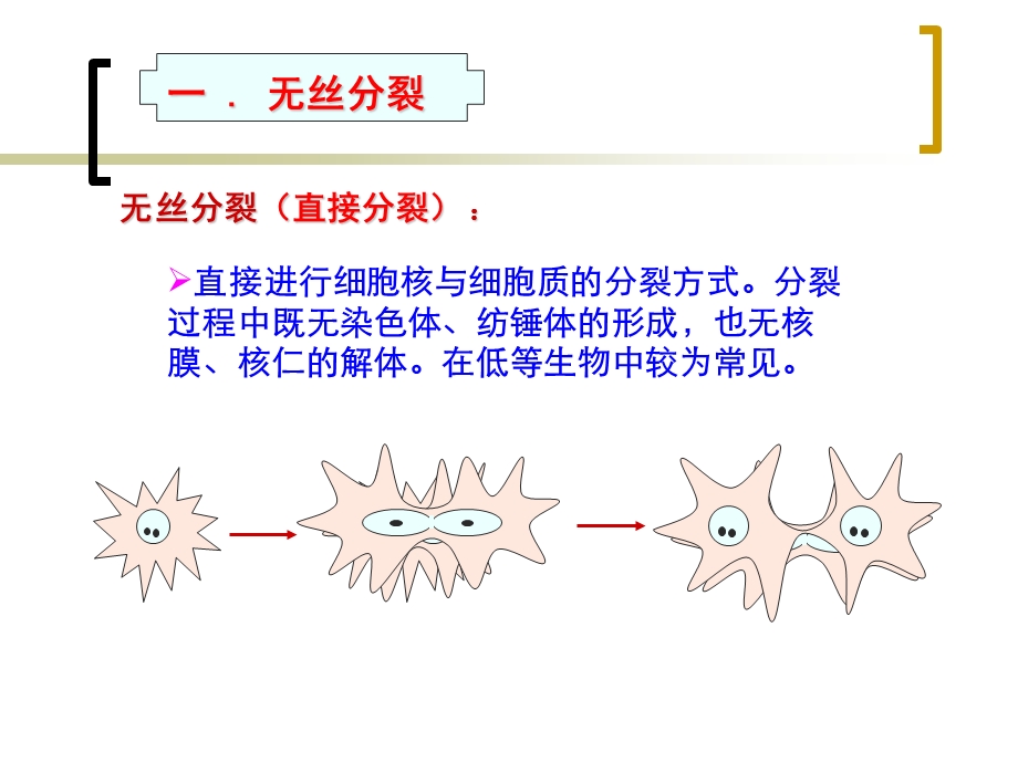 第十章 细胞生长分裂与细胞周期文档资料.ppt_第3页