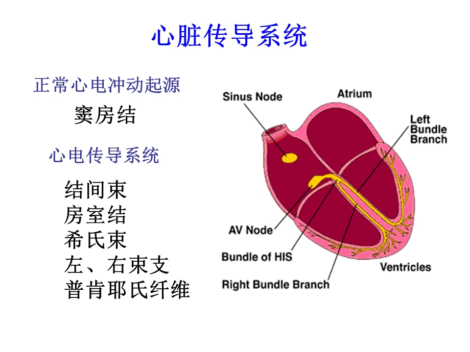 心律失常培训文档资料.ppt_第2页