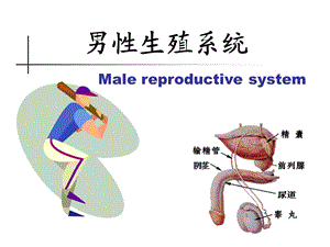 男女生殖系统.腹膜文档资料.ppt