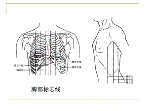 局部解剖学胸部(一教班中文版)文档资料.ppt