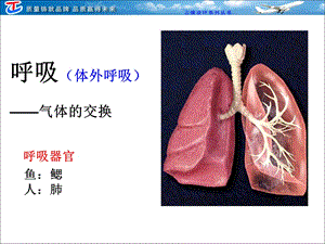 三节细胞呼吸PPT文档.ppt