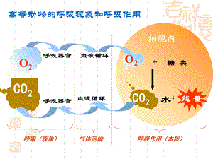 第节ATP的主要来源细胞呼吸文档资料.ppt