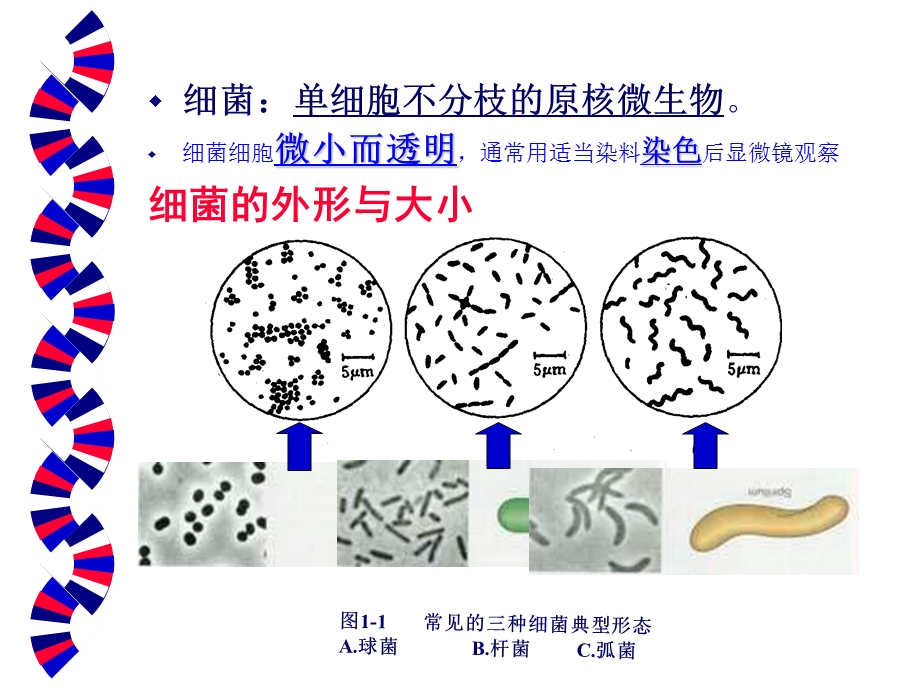 一章细菌的形态和结构精选文档.ppt_第3页