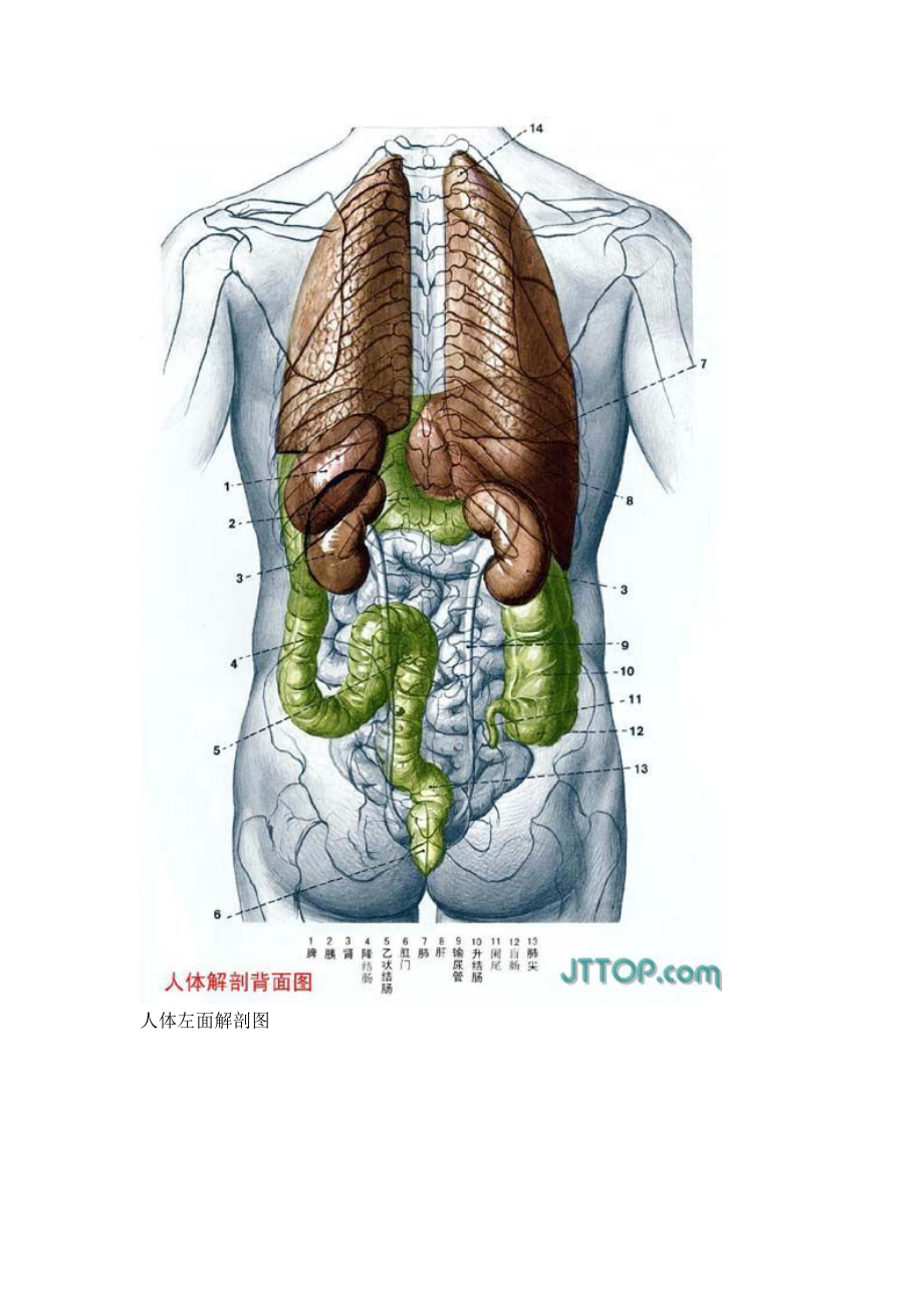 [医学]医学人体解剖.doc_第2页