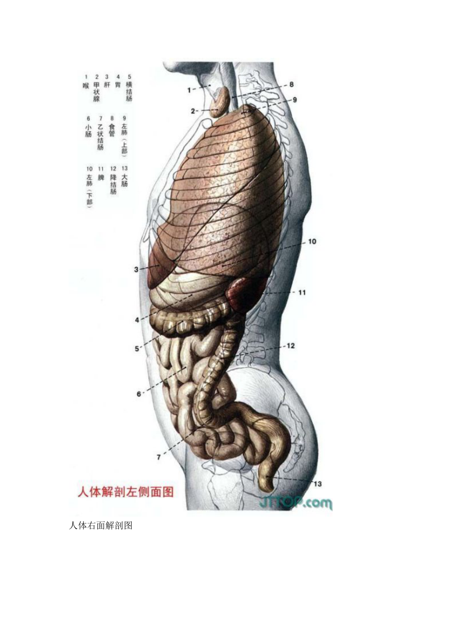 [医学]医学人体解剖.doc_第3页