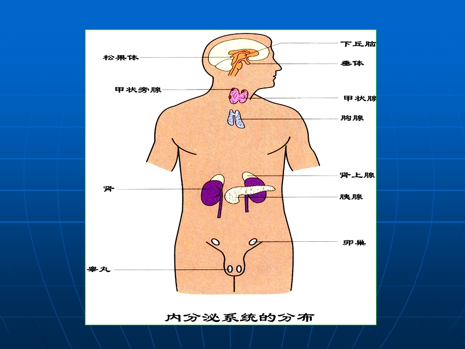 最新内分泌ppt课件PPT文档.ppt_第3页
