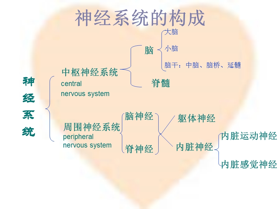 神经系统PPT课件精选文档.ppt_第3页