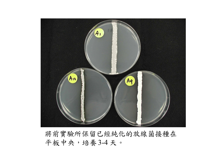 最新：AntibioticProductionActinomycetes由放线菌产生的抗生素文档资料.ppt_第1页