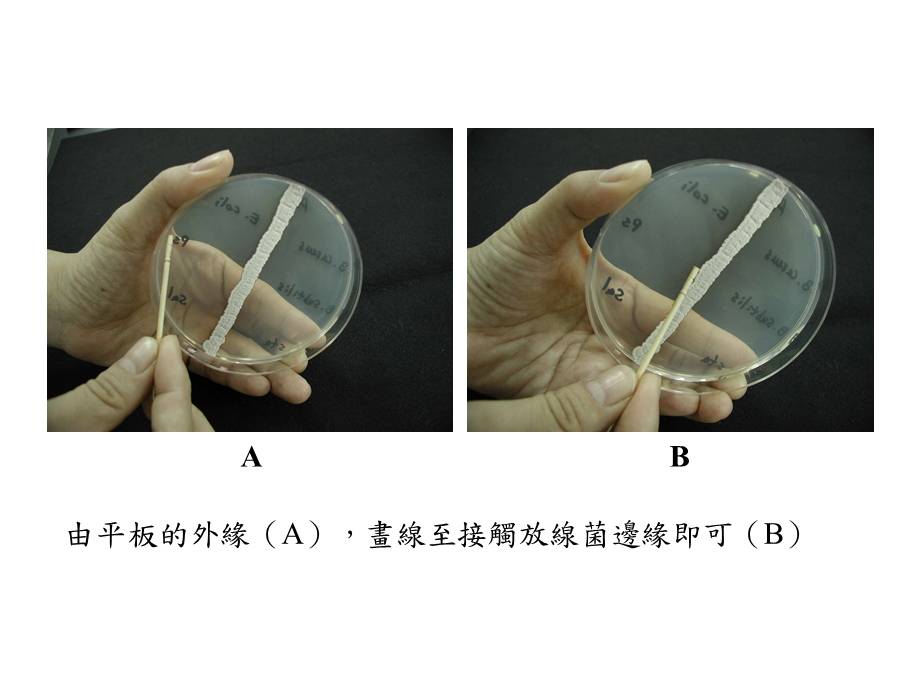 最新：AntibioticProductionActinomycetes由放线菌产生的抗生素文档资料.ppt_第3页