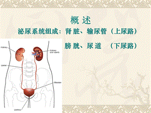 泌尿与男性生殖系统疾病护理文档资料.ppt