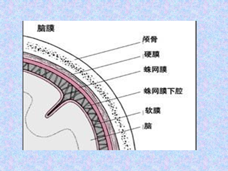 病毒性脑炎和脑膜炎[1]文档资料.ppt_第3页