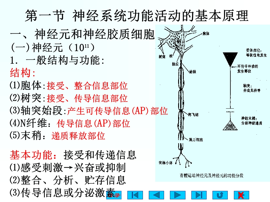 神经系统第七版ppt课件文档资料.ppt_第3页